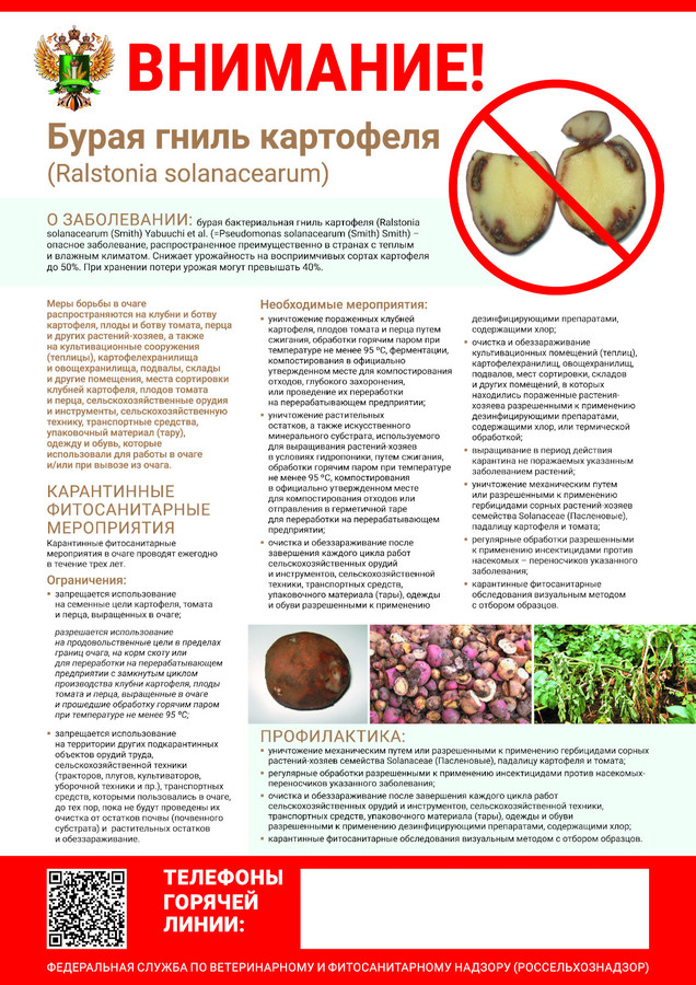 Бурая гниль картофеля (Ralstonia solanacearum)