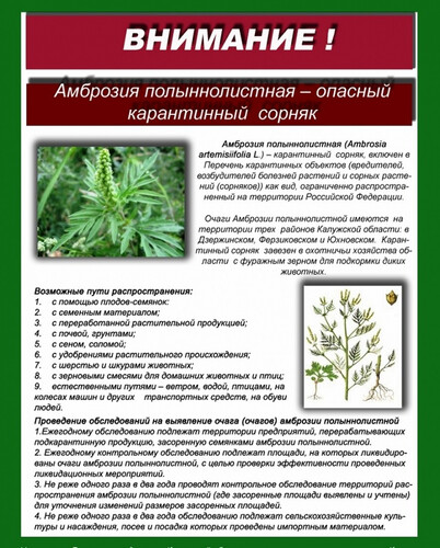 Амброзия - опасный карантинный сорняк